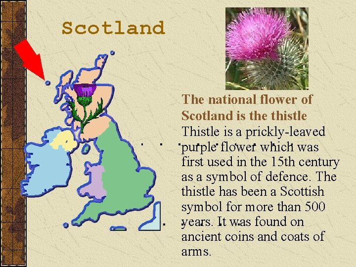 Scotland The national flower of Scotland is the thistle Thistle is a prickly-leaved purple