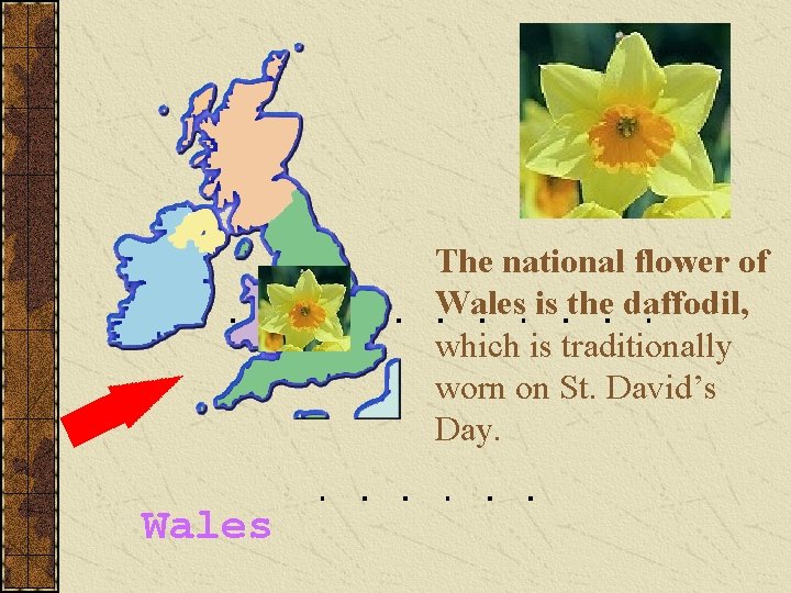 The national flower of Wales is the daffodil, which is traditionally worn on St.