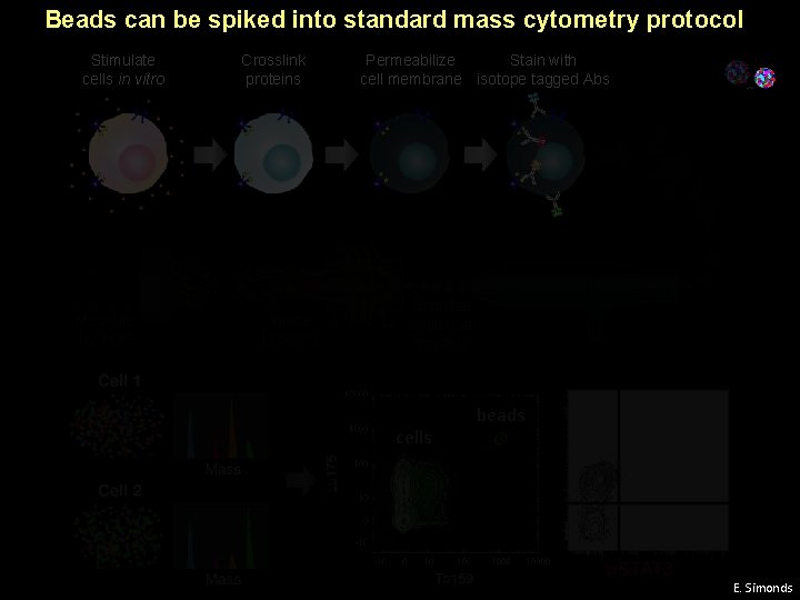 Beads can be spiked into standard mass cytometry protocol Stimulate cells in vitro Measure