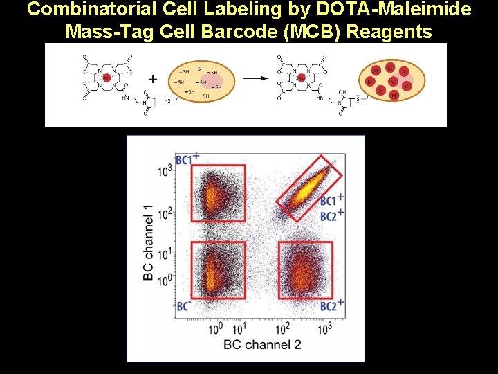 Combinatorial Cell Labeling by DOTA-Maleimide Mass-Tag Cell Barcode (MCB) Reagents 