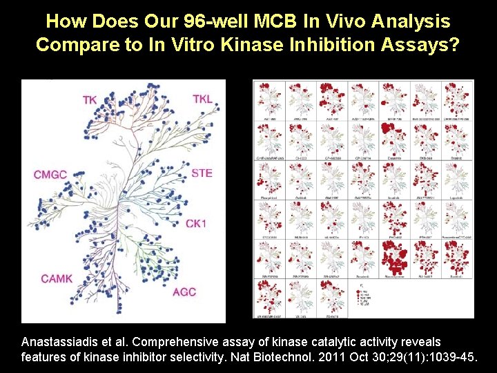 How Does Our 96 -well MCB In Vivo Analysis Compare to In Vitro Kinase