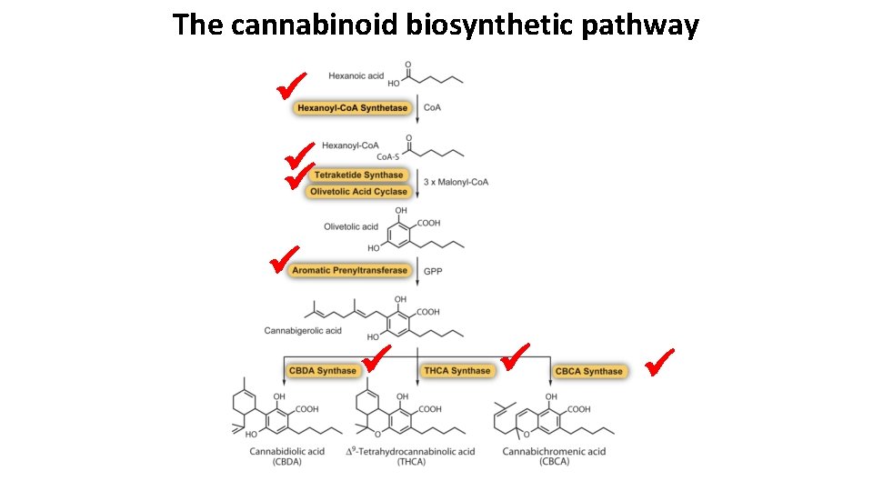 The cannabinoid biosynthetic pathway 