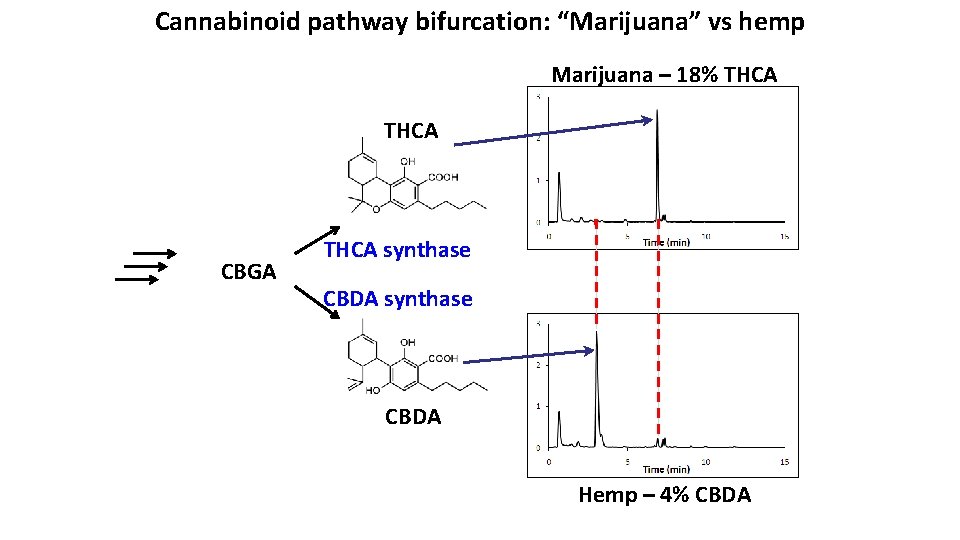 Cannabinoid pathway bifurcation: “Marijuana” vs hemp Marijuana – 18% THCA CBGA THCA synthase CBDA