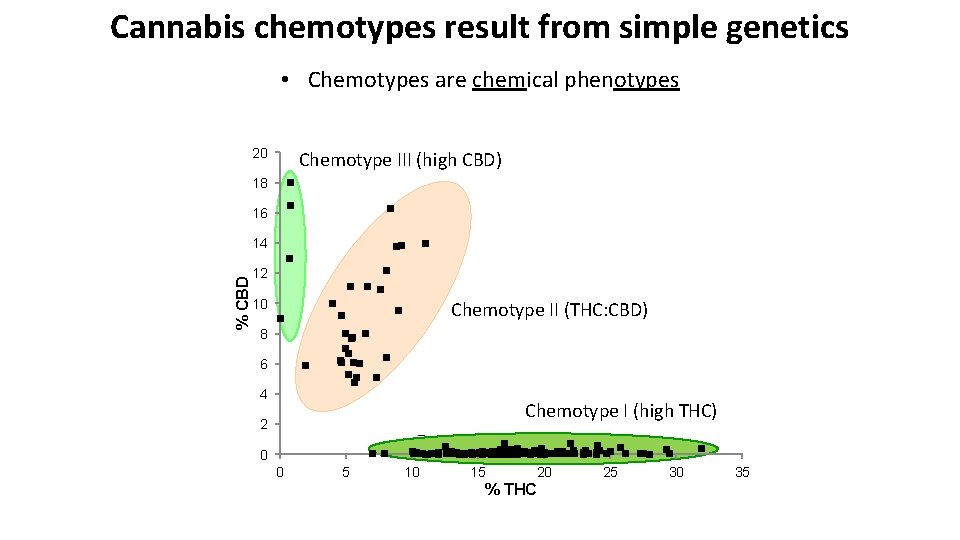 Cannabis chemotypes result from simple genetics • Chemotypes are chemical phenotypes 20 Chemotype III