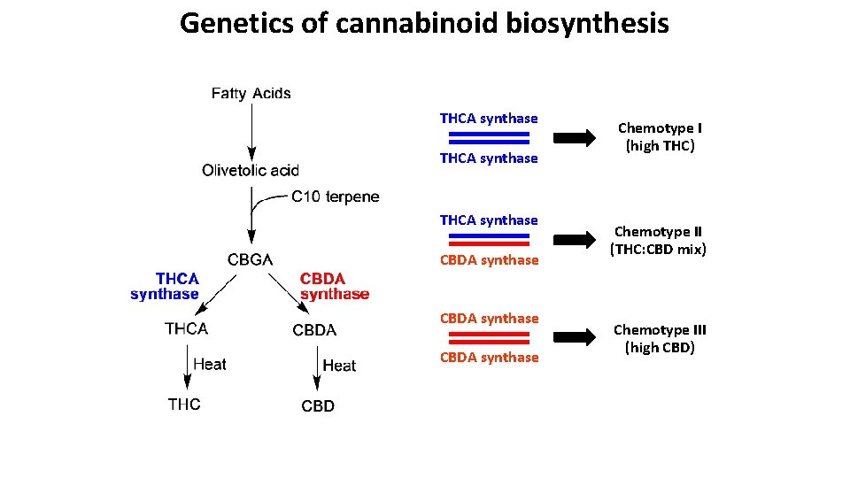Genetics of cannabinoid biosynthesis THCA synthase CBDA synthase Chemotype I (high THC) Chemotype II