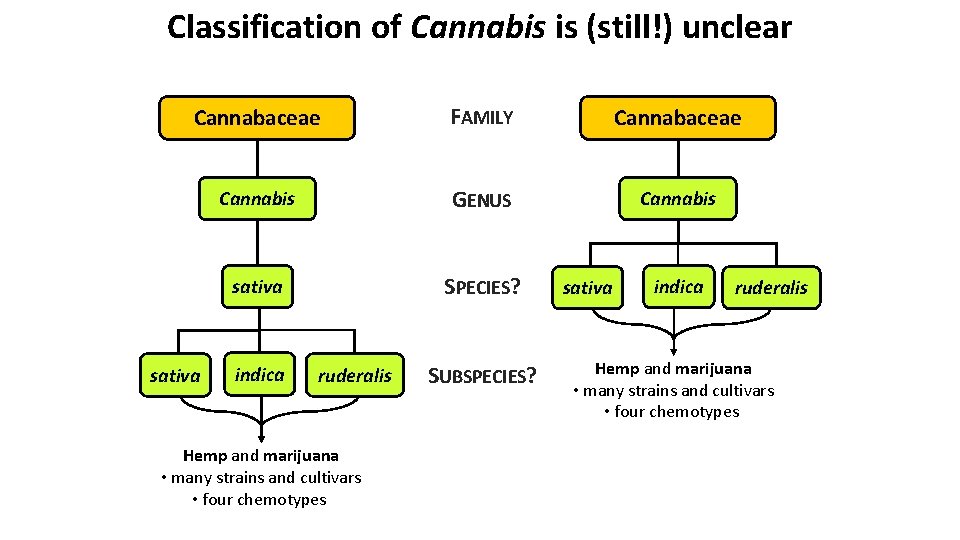 Classification of Cannabis is (still!) unclear Cannabaceae FAMILY Cannabaceae Cannabis GENUS Cannabis sativa SPECIES?