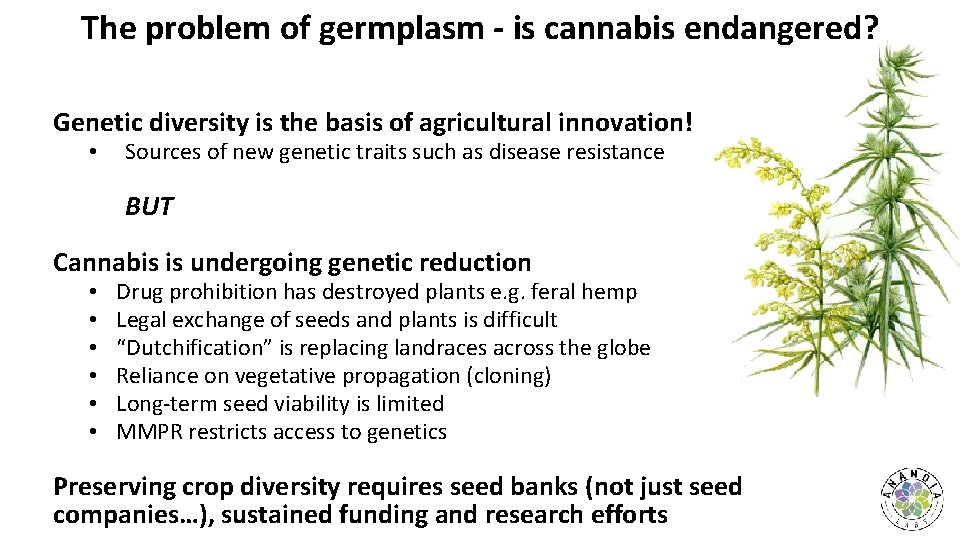 The problem of germplasm - is cannabis endangered? Genetic diversity is the basis of