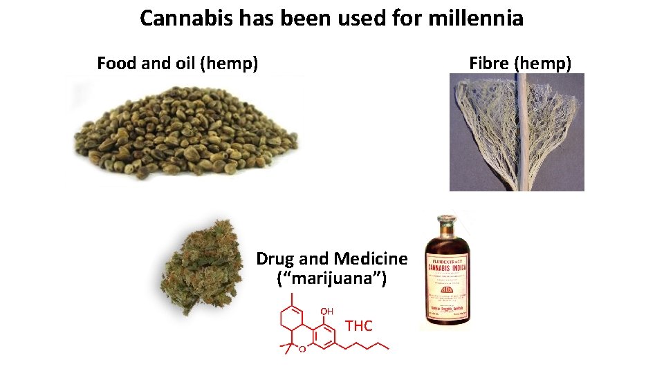 Cannabis has been used for millennia Food and oil (hemp) Fibre (hemp) Drug and