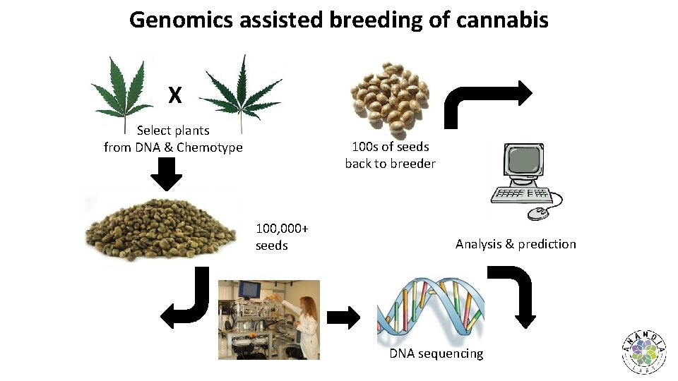 Genomics assisted breeding of cannabis X Select plants from DNA & Chemotype 100 s