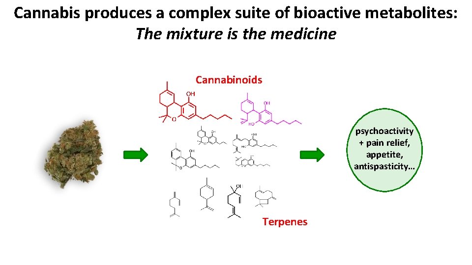Cannabis produces a complex suite of bioactive metabolites: The mixture is the medicine Cannabinoids