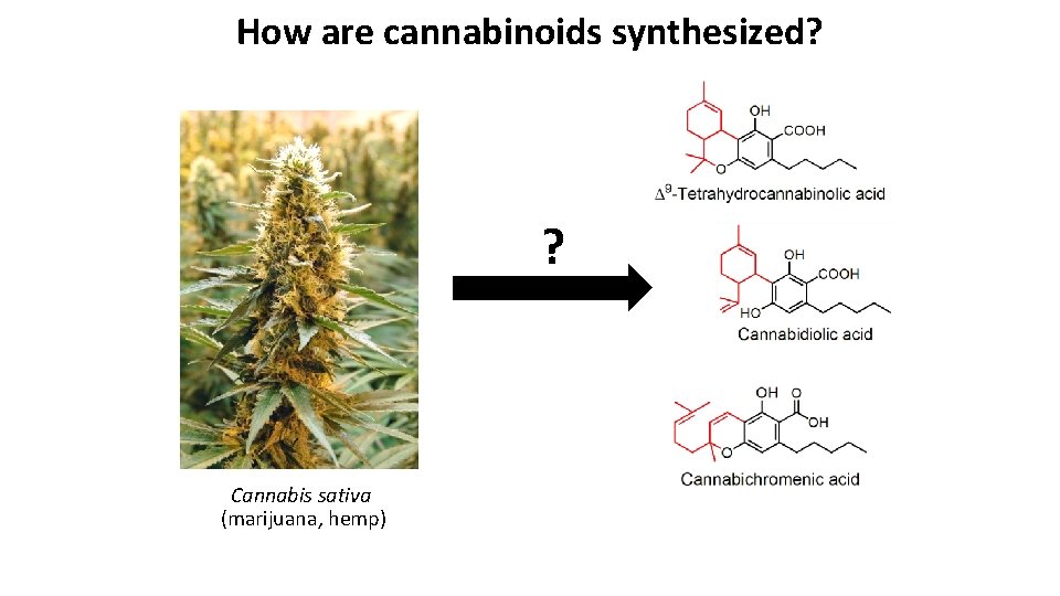 How are cannabinoids synthesized? ? Cannabis sativa (marijuana, hemp) 