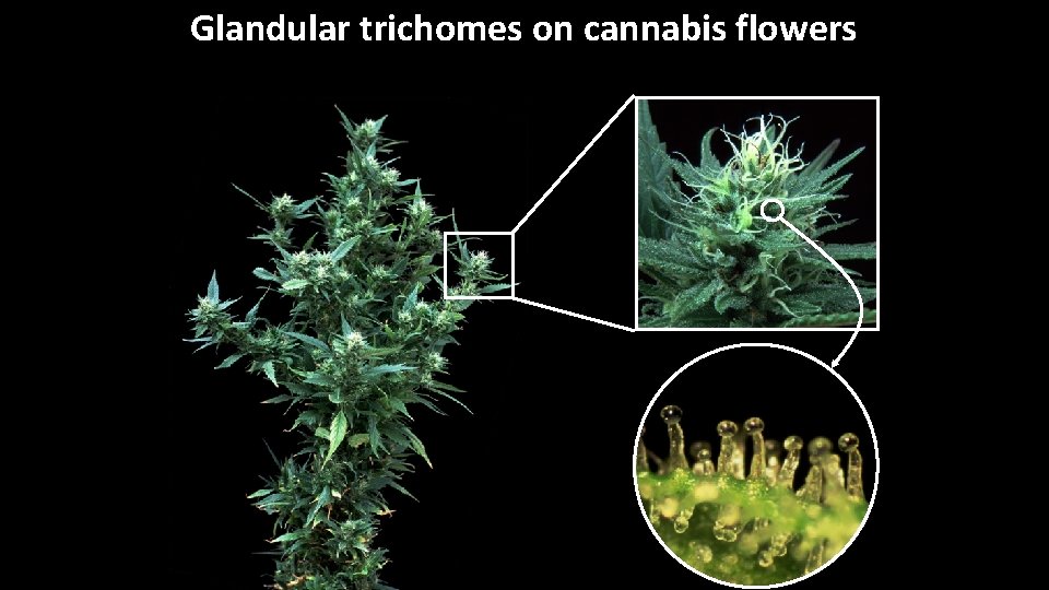 Glandular trichomes on cannabis flowers 