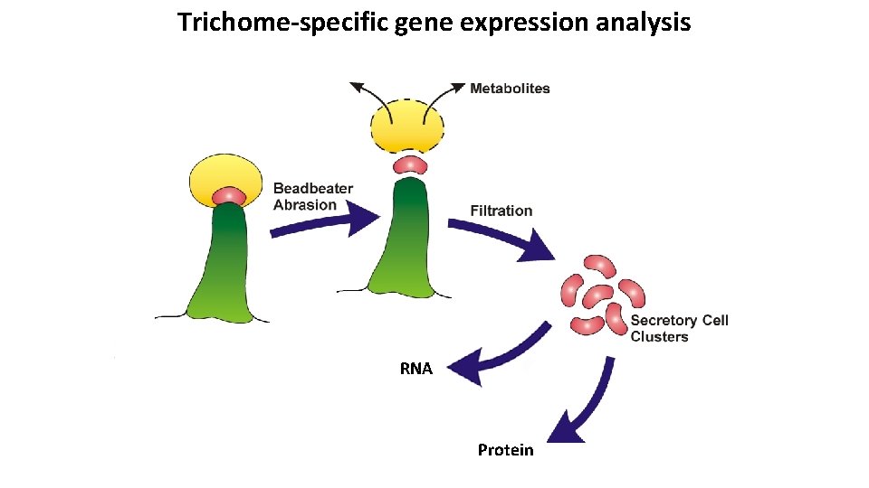 Trichome-specific gene expression analysis RNA Protein 