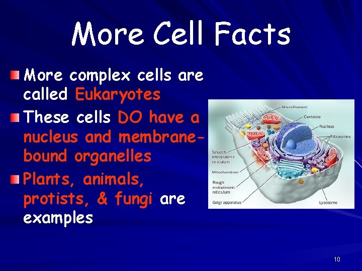 More Cell Facts More complex cells are called Eukaryotes These cells DO have a