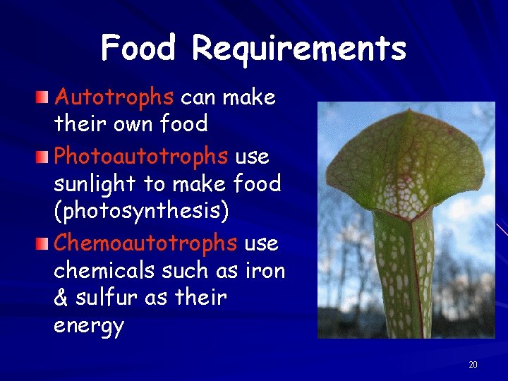 Food Requirements Autotrophs can make their own food Photoautotrophs use sunlight to make food