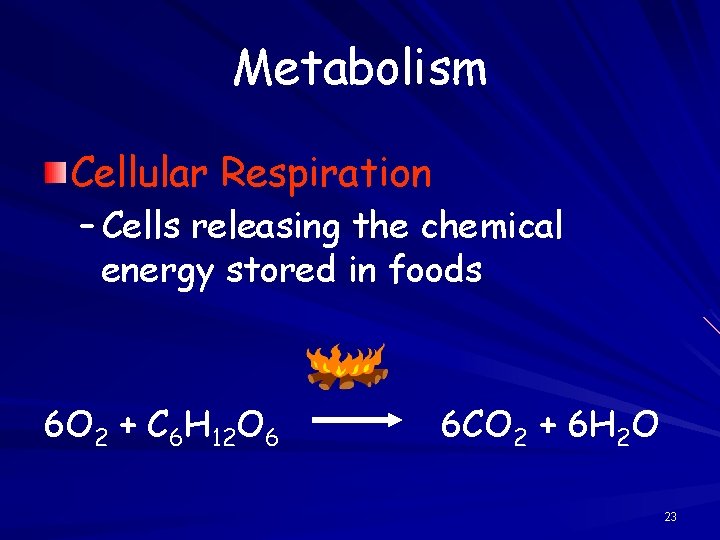 Metabolism Cellular Respiration – Cells releasing the chemical energy stored in foods 6 O