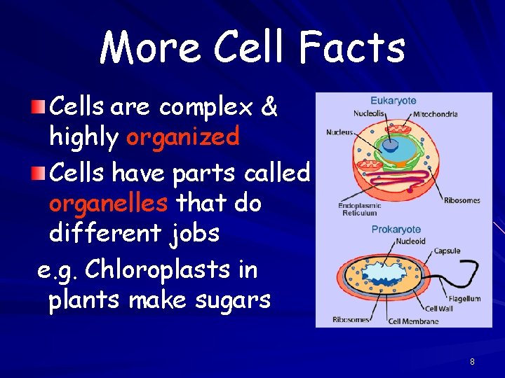 More Cell Facts Cells are complex & highly organized Cells have parts called organelles