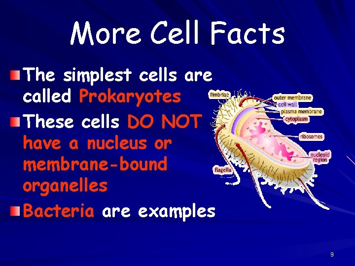 More Cell Facts The simplest cells are called Prokaryotes These cells DO NOT have