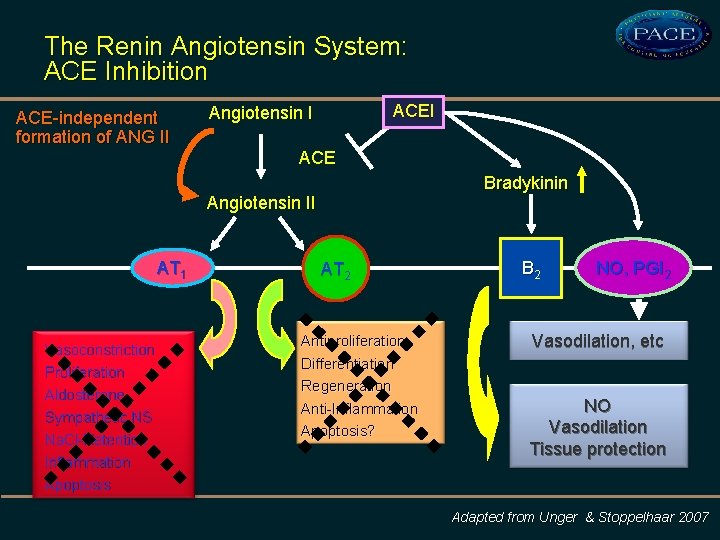 The Renin Angiotensin System: ACE Inhibition ACE-independent formation of ANG II ACEI Angiotensin I