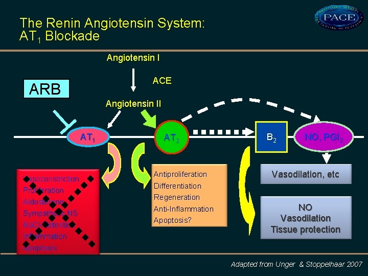 The Renin Angiotensin System: AT 1 Blockade Angiotensin I ACE ARB Angiotensin II AT