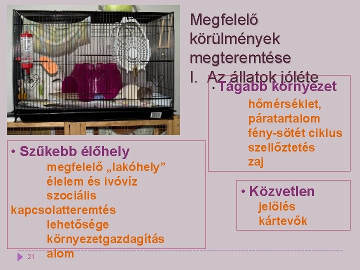 Megfelelő körülmények megteremtése I. Az állatok jóléte • Tágabb környezet • Szűkebb élőhely megfelelő