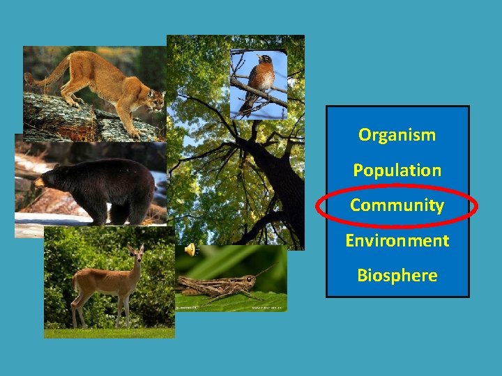 Organism Population Community Environment Biosphere 
