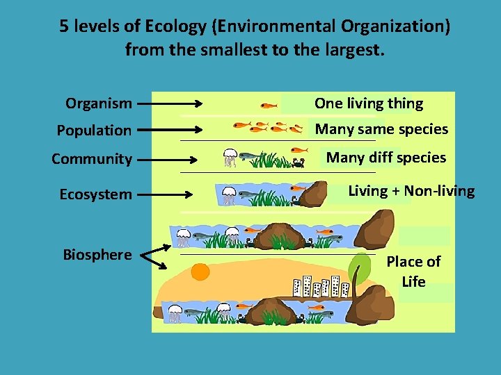 5 levels of Ecology (Environmental Organization) from the smallest to the largest. Organism One