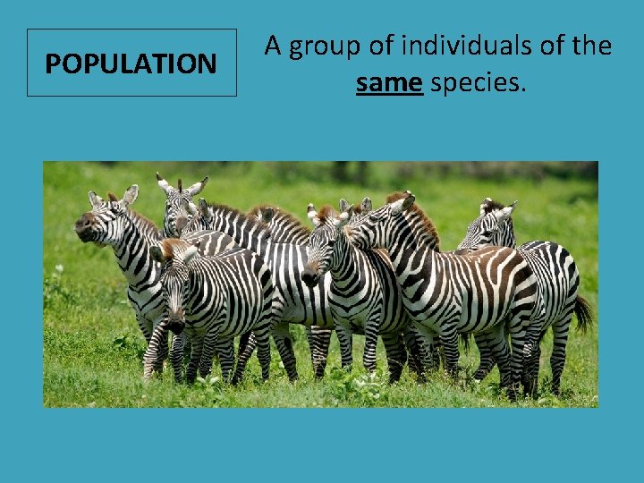 POPULATION A group of individuals of the same species. 