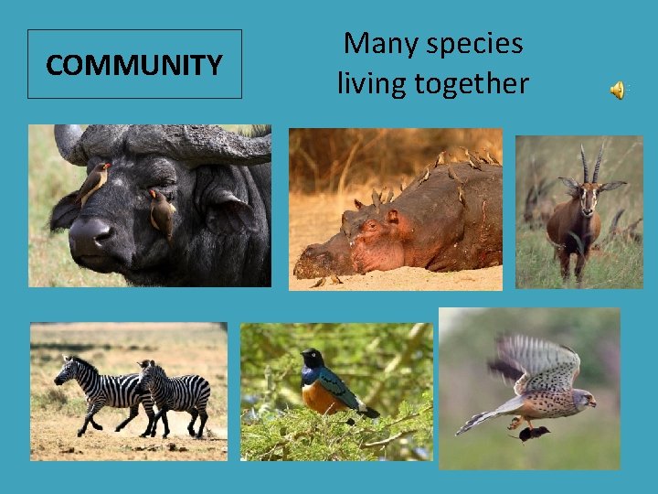 COMMUNITY Many species living together 