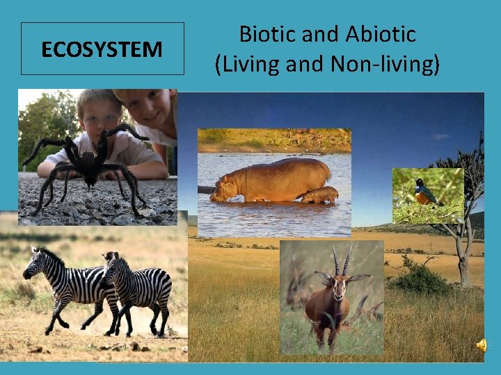 ECOSYSTEM Biotic and Abiotic (Living and Non-living) 