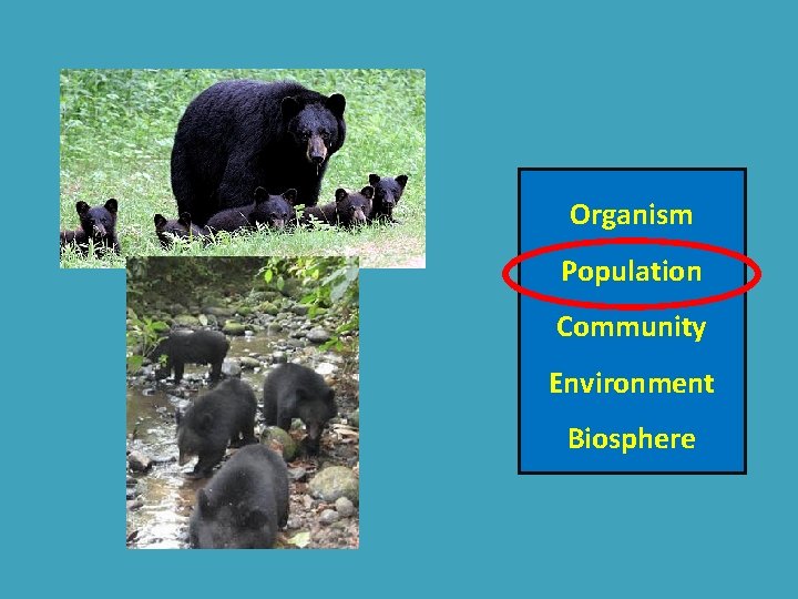 Organism Population Community Environment Biosphere 