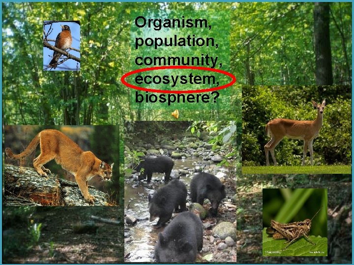 Organism, population, community, ecosystem, biosphere? 