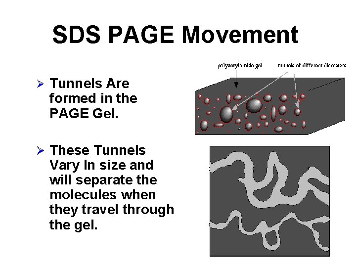 SDS PAGE Movement Ø Tunnels Are formed in the PAGE Gel. Ø These Tunnels