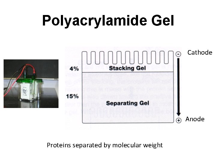 Polyacrylamide Gel Cathode Anode Proteins separated by molecular weight 