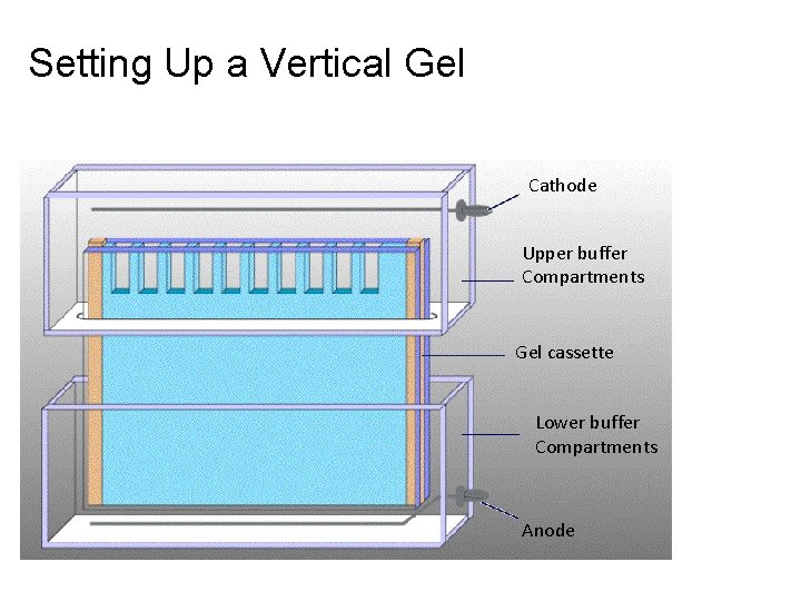 Setting Up a Vertical Gel Cathode Upper buffer Compartments Gel cassette Lower buffer Compartments