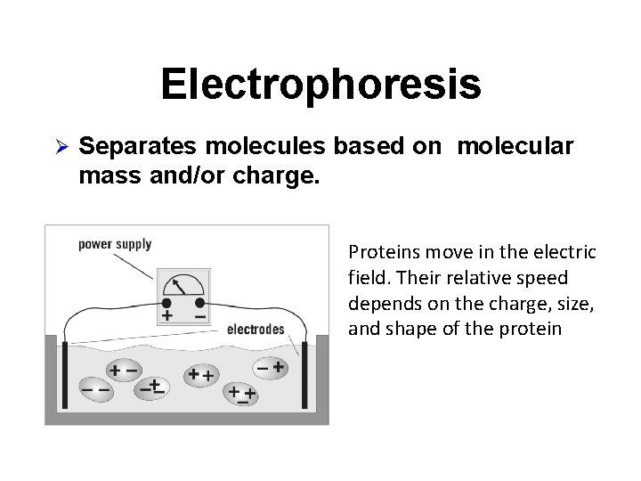 Electrophoresis Ø Separates molecules based on molecular mass and/or charge. Proteins move in the