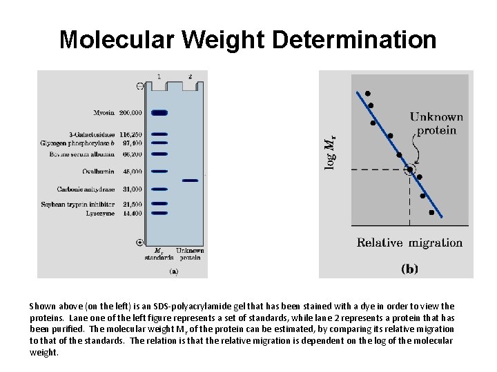 Molecular Weight Determination Shown above (on the left) is an SDS-polyacrylamide gel that has