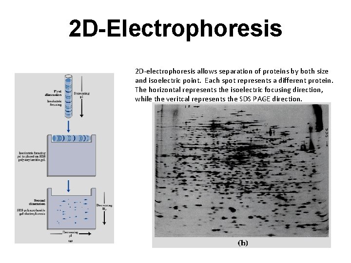 2 D-Electrophoresis 2 D-electrophoresis allows separation of proteins by both size and isoelectric point.