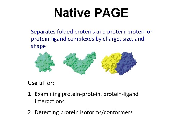 Native PAGE Separates folded proteins and protein-protein or protein-ligand complexes by charge, size, and