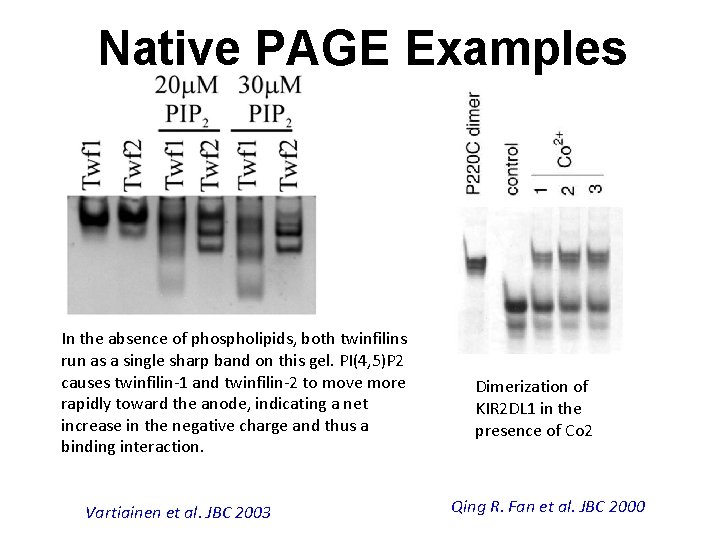 Native PAGE Examples In the absence of phospholipids, both twinfilins run as a single
