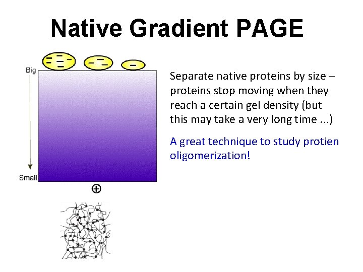 Native Gradient PAGE Separate native proteins by size – proteins stop moving when they