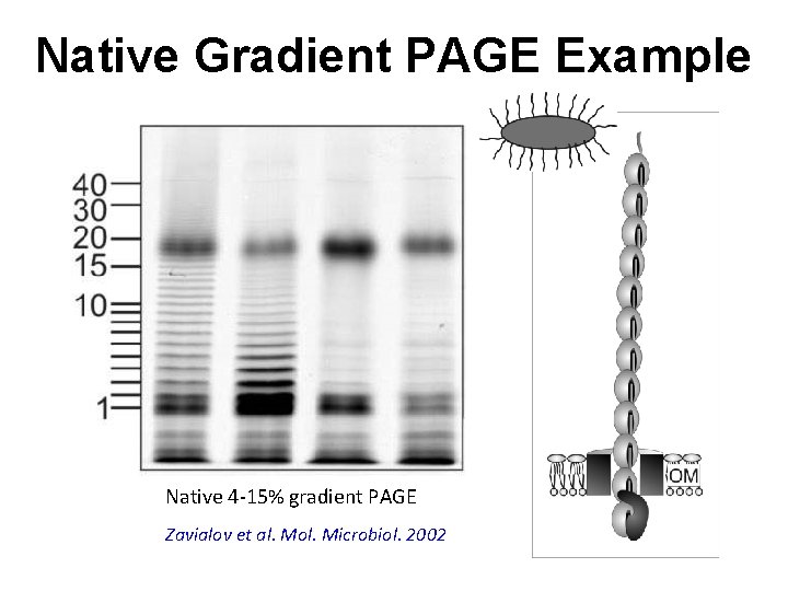Native Gradient PAGE Example Native 4 -15% gradient PAGE Zavialov et al. Mol. Microbiol.