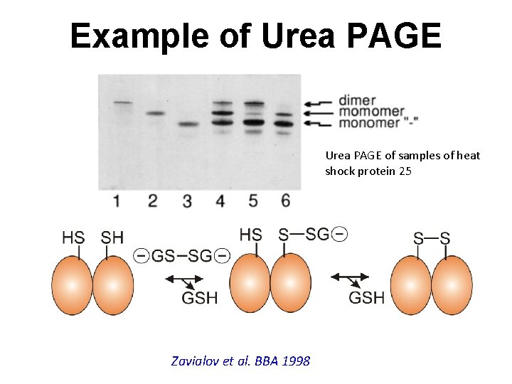 Example of Urea PAGE of samples of heat shock protein 25 Zavialov et al.