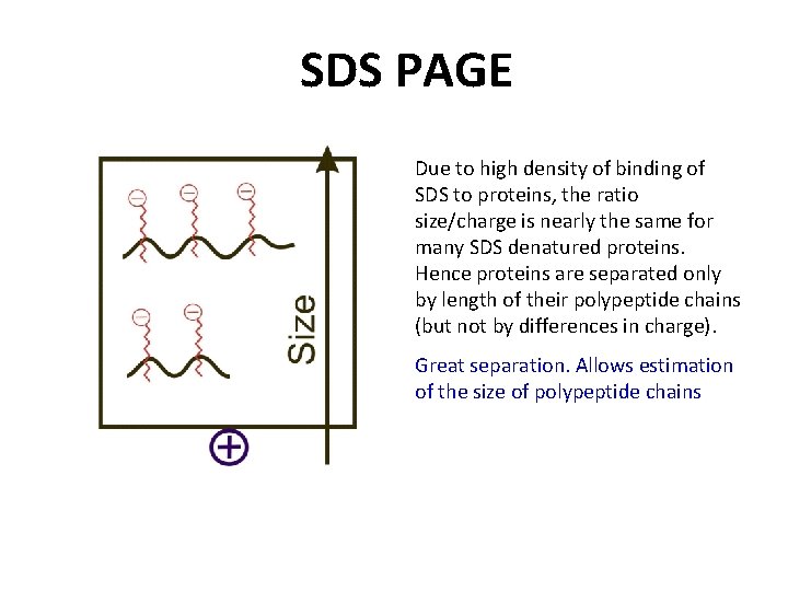 SDS PAGE Due to high density of binding of SDS to proteins, the ratio