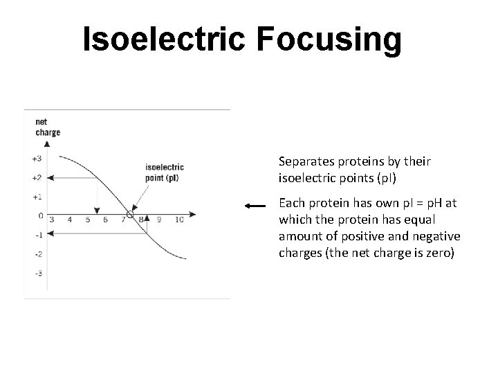 Isoelectric Focusing Separates proteins by their isoelectric points (p. I) Each protein has own