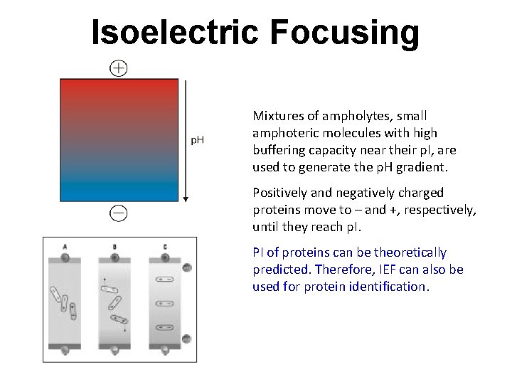 Isoelectric Focusing Mixtures of ampholytes, small amphoteric molecules with high buffering capacity near their