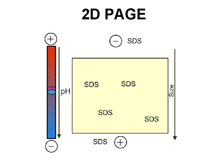 2 D PAGE 