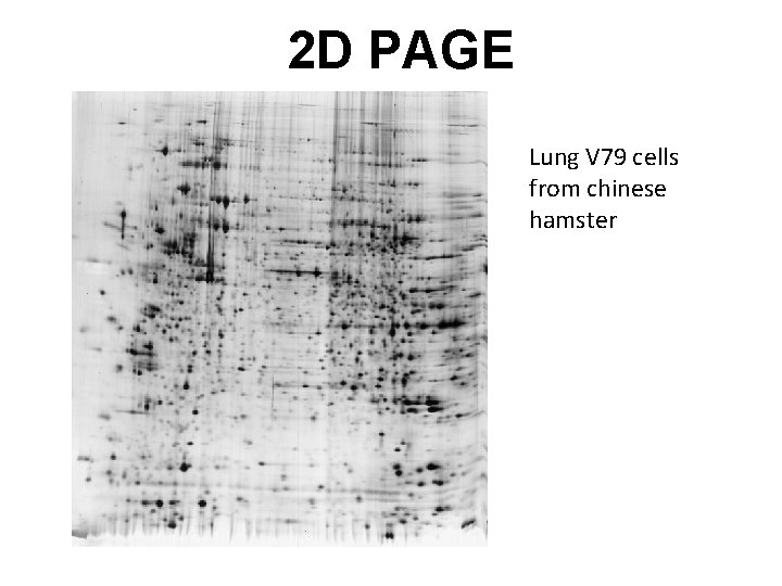 2 D PAGE Lung V 79 cells from chinese hamster 
