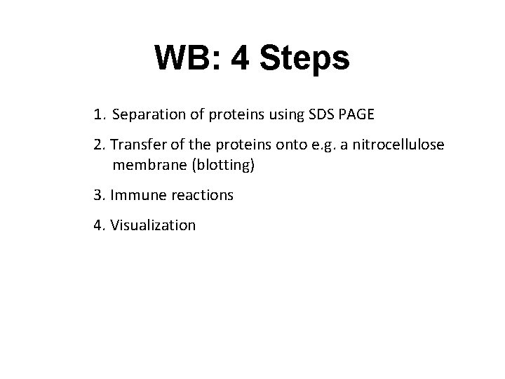 WB: 4 Steps 1. Separation of proteins using SDS PAGE 2. Transfer of the