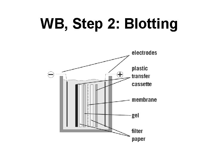 WB, Step 2: Blotting 